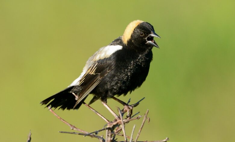 The bird that wears a tuxedo backwards The bird that wears a tuxedo backwards