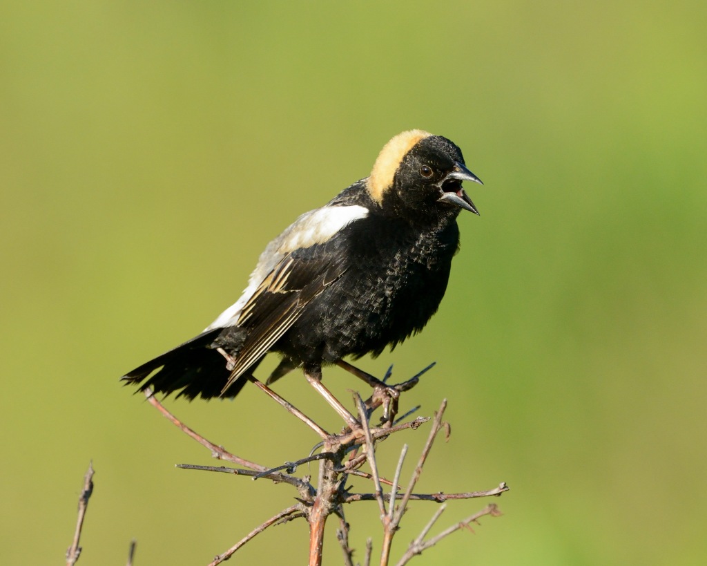 A male bobolink calls at Rollins Savanna in Grayslake. Now is a good time of year to try to spot bobolinks in preserves with meadows and prairies. Photo © Phil Hauck.