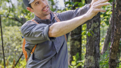 To Help Iconic Trees, Inject Them With Disease To Help Iconic Trees, Inject Them With Disease
