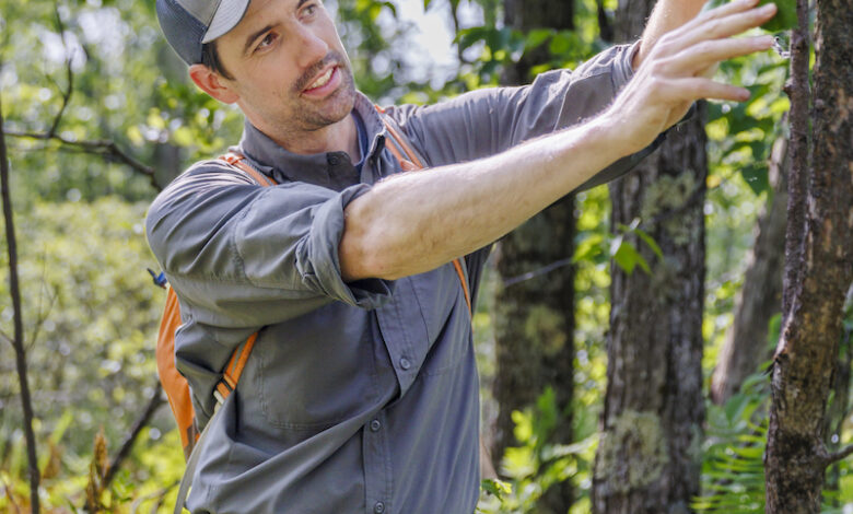 To Help Iconic Trees, Inject Them With Disease To Help Iconic Trees, Inject Them With Disease