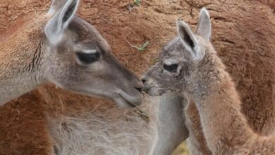 To Protect Patagonia, We Must Protect Guanacos | Blog | Nature To Protect Patagonia, We Must Protect Guanacos | Blog | Nature