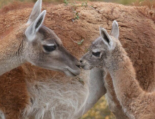 To Protect Patagonia, We Must Protect Guanacos | Blog | Nature To Protect Patagonia, We Must Protect Guanacos | Blog | Nature