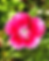 Close-up of deep red dianthus with petals trimmed in white. Green leafy background.
