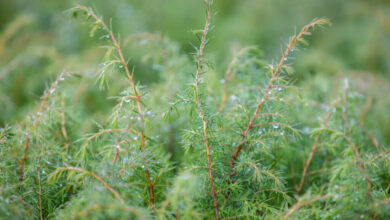 Trees for Life press release – Unique Highland Juniper forest given special European status in UK first – Mark Avery