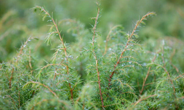 Trees for Life press release – Unique Highland Juniper forest given special European status in UK first – Mark Avery