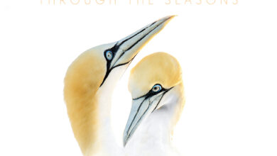 WILD SHETLAND – THROUGH THE SEASONS – Shetland Nature WILD SHETLAND – THROUGH THE SEASONS – Shetland Nature