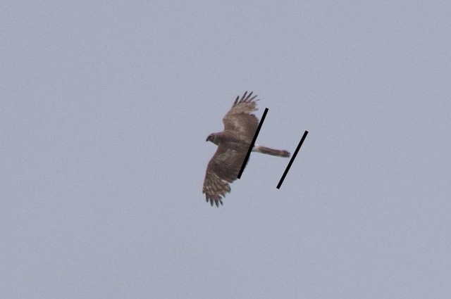 First Hen Harrier for Barbados? – Mark Avery First Hen Harrier for Barbados? – Mark Avery