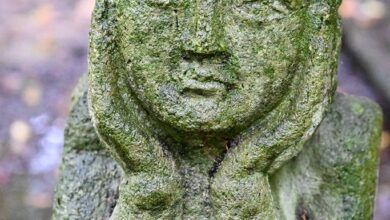Within and Without – Zen Fools