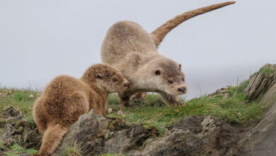 our autumn 2024 to 2025 clients’ image gallery – Shetland Nature our autumn 2024 to 2025 clients’ image gallery – Shetland Nature