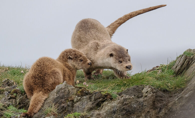 our autumn 2024 to 2025 clients’ image gallery – Shetland Nature our autumn 2024 to 2025 clients’ image gallery – Shetland Nature