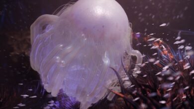 out now: Kontinum – Hadal Biocenosis EP [Obtuse Swamp]