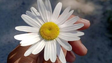 Gratitude in a time of calamity Gratitude in a time of calamity