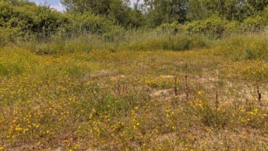 the Essex oasis home to more than 3,200 species – Mark Avery
