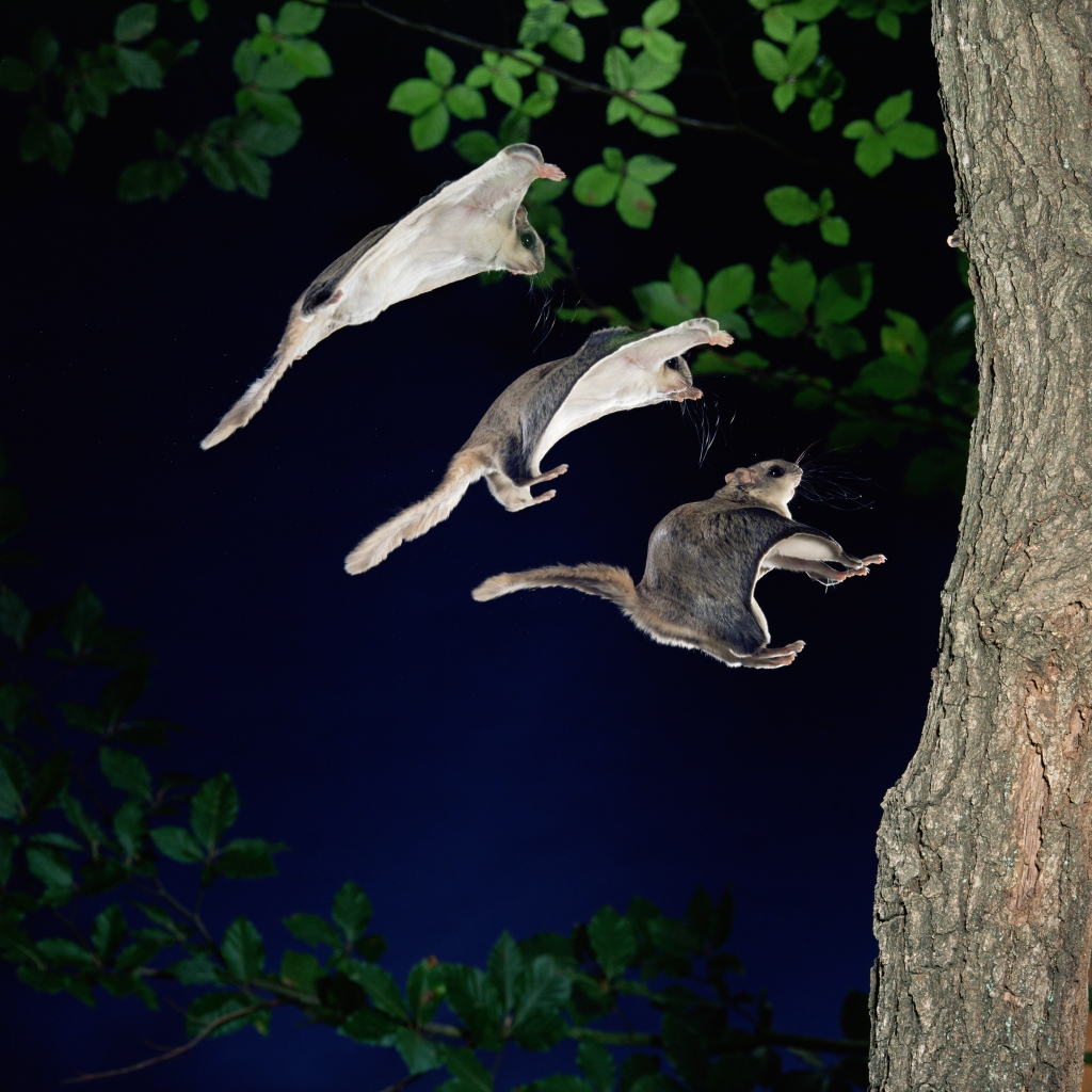Southern flying squirrels glide from tree to tree, rarely touching the ground.