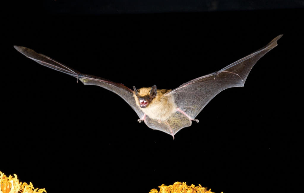Big brown bats are one of the most common bat species in Lake County.