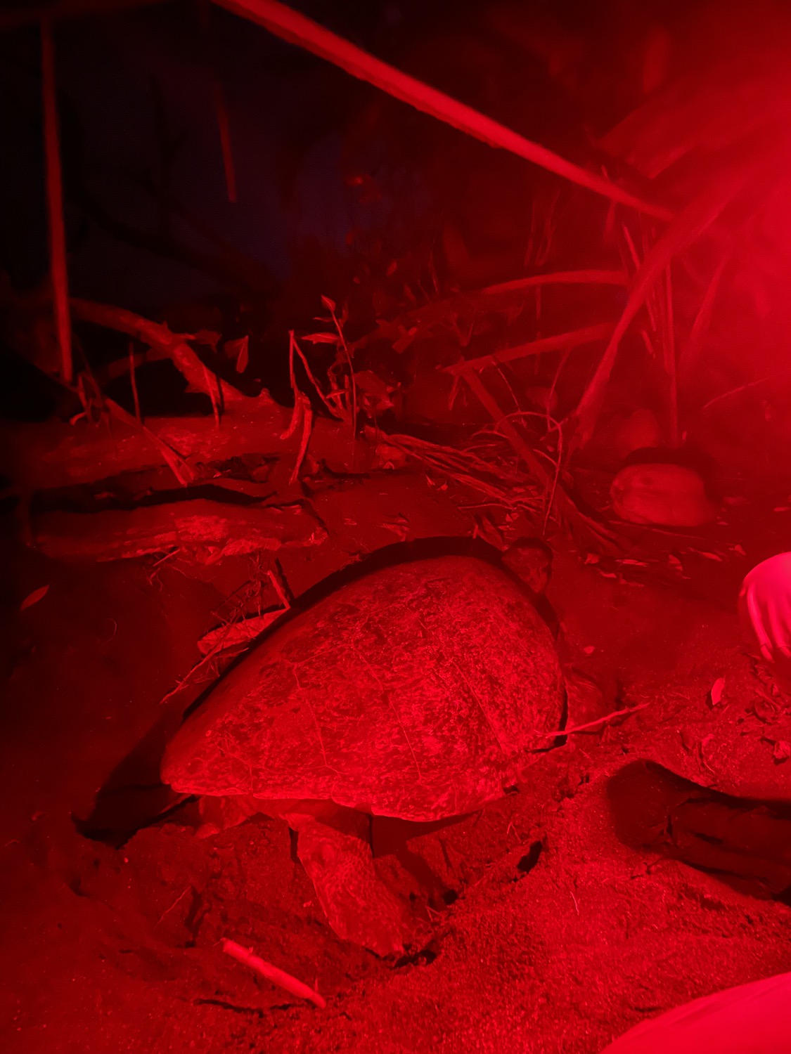 A red light image of a sea turtle nesting on a beach.