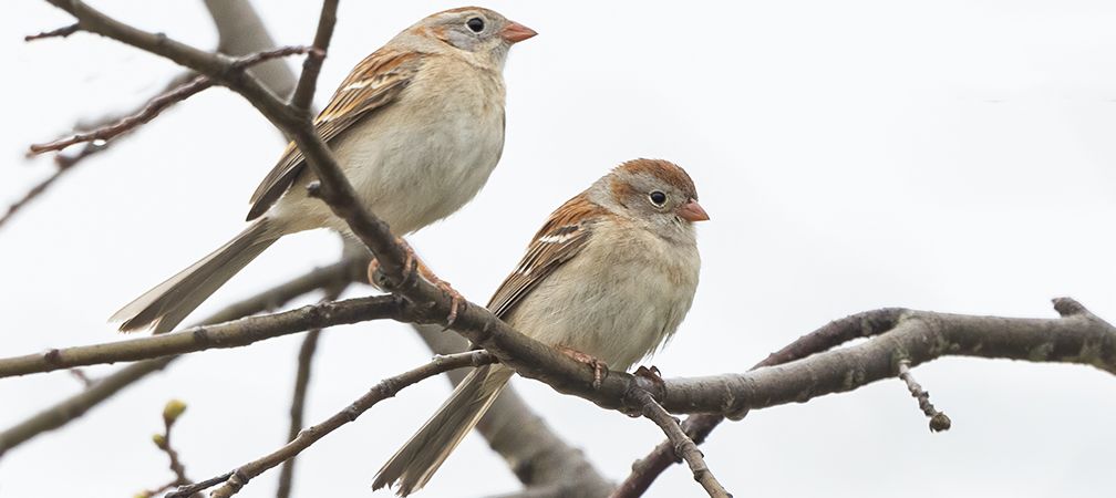 Field sparrows, songbirds, birds native to Ontario, grassland birds