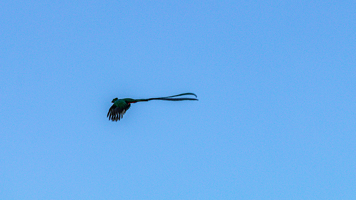 Blurry image of a bird with very long tail feathers against a blue sky.