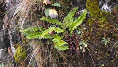 BSBI press release – Rare fern rediscovered in iconic Cwm Idwal – more than 150 years after last sighting – Mark Avery BSBI press release – Rare fern rediscovered in iconic Cwm Idwal – more than 150 years after last sighting – Mark Avery