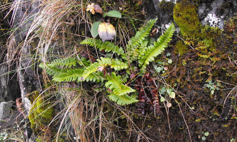 BSBI press release – Rare fern rediscovered in iconic Cwm Idwal – more than 150 years after last sighting – Mark Avery BSBI press release – Rare fern rediscovered in iconic Cwm Idwal – more than 150 years after last sighting – Mark Avery
