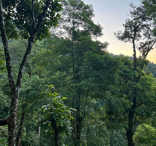Breakfast with the Resplendent Quetzal Breakfast with the Resplendent Quetzal