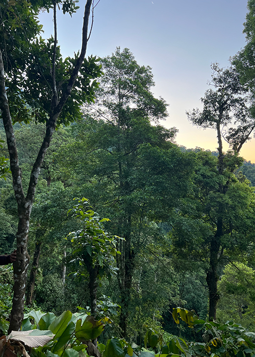 Green, leafy trees in the cloud forest above Guatamala's Lake Atitlan.