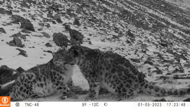 Camera Trap Chronicles: Up Close With Snow Leopards Camera Trap Chronicles: Up Close With Snow Leopards