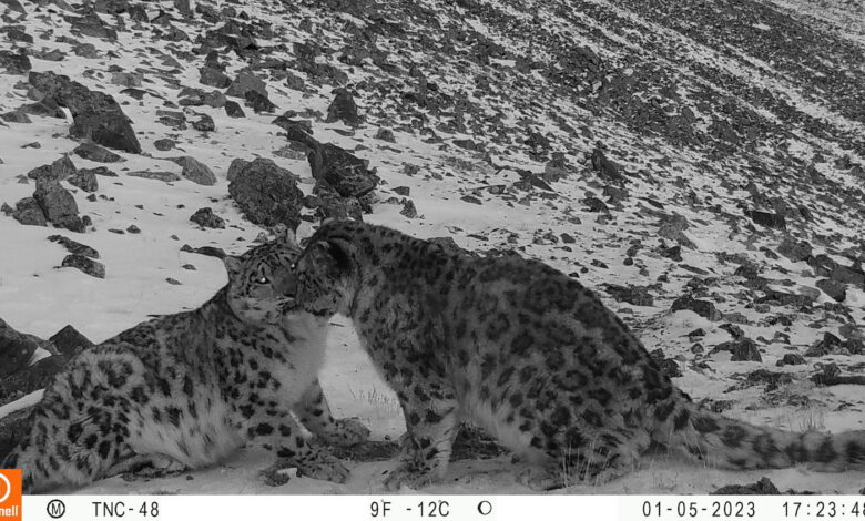 Camera Trap Chronicles: Up Close With Snow Leopards Camera Trap Chronicles: Up Close With Snow Leopards