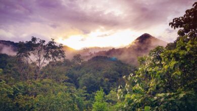 Can Global South Countries Break Free from the Deforestation Trap? | Blog | Nature
