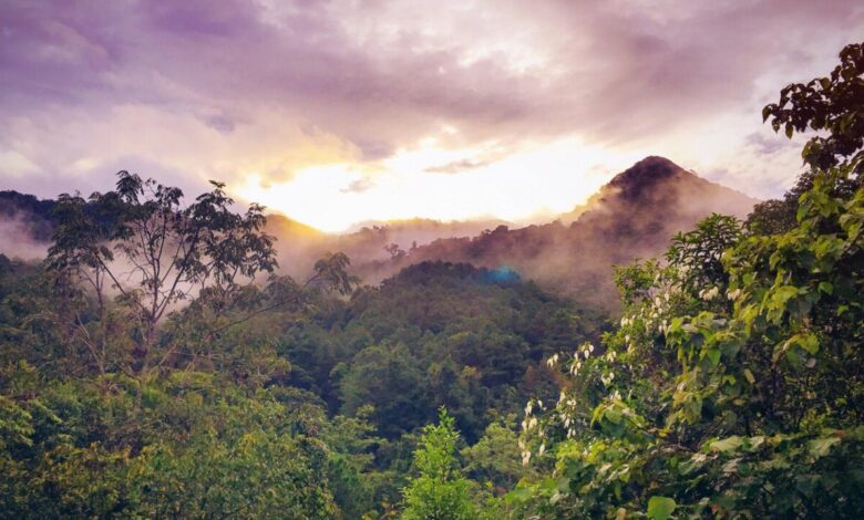 Can Global South Countries Break Free from the Deforestation Trap? | Blog | Nature