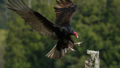 Celebrating International Vulture Awareness Day! Celebrating International Vulture Awareness Day!