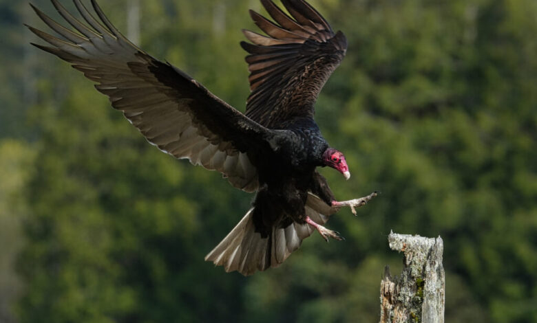 Celebrating International Vulture Awareness Day! Celebrating International Vulture Awareness Day!