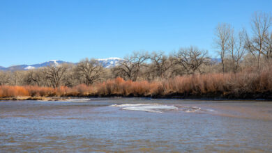 Conservationists Draw Inspiration from Beavers to Save the Rio Grande | Blog | Nature