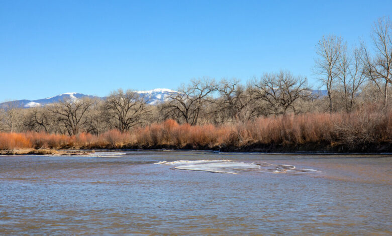Conservationists Draw Inspiration from Beavers to Save the Rio Grande | Blog | Nature