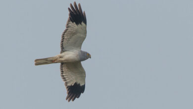 Hen Harrier English reintroduction project closes after eight years of failure – Mark Avery