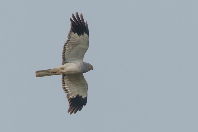Hen Harrier English reintroduction project closes after eight years of failure – Mark Avery Hen Harrier English reintroduction project closes after eight years of failure – Mark Avery