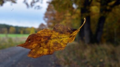 Let it fall Let it fall