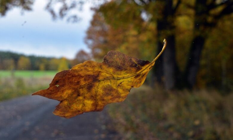 Let it fall Let it fall