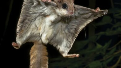 Night shift: Lake County’s nocturnal neighbors
