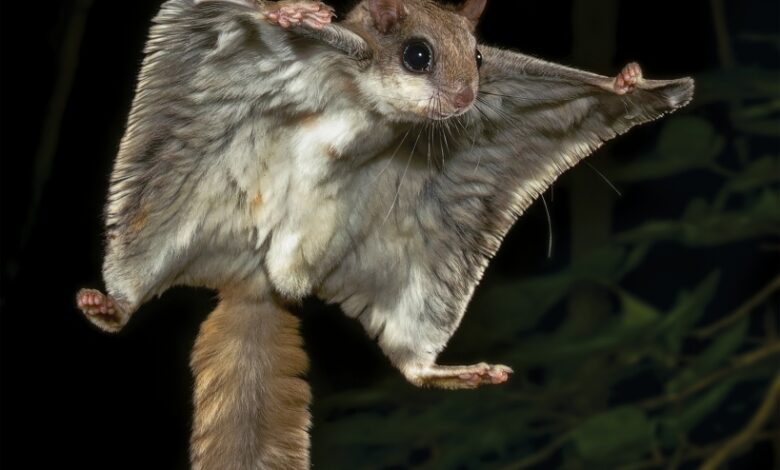 Night shift: Lake County’s nocturnal neighbors Night shift: Lake County’s nocturnal neighbors