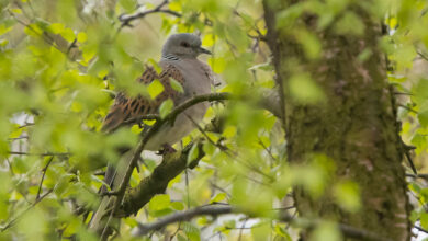 Operation Turtle Dove criticises Turtle Dove reintroduction scheme – Mark Avery Operation Turtle Dove criticises Turtle Dove reintroduction scheme – Mark Avery