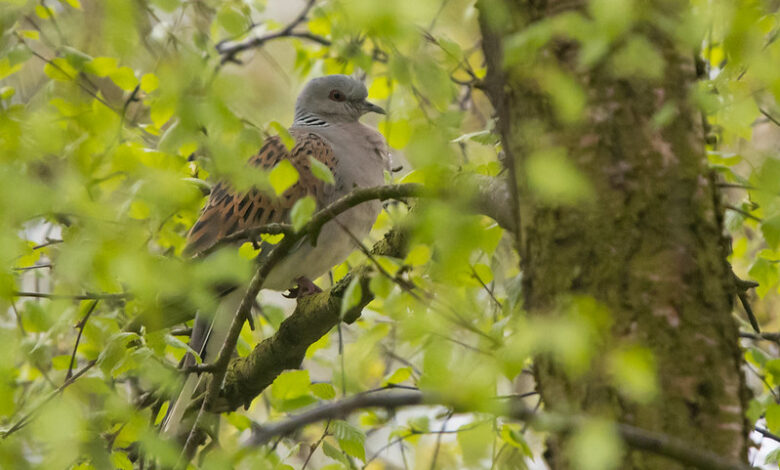 Operation Turtle Dove criticises Turtle Dove reintroduction scheme – Mark Avery Operation Turtle Dove criticises Turtle Dove reintroduction scheme – Mark Avery