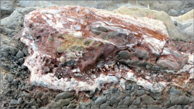 Rock Armour 7 – Jessica’s Nature Blog