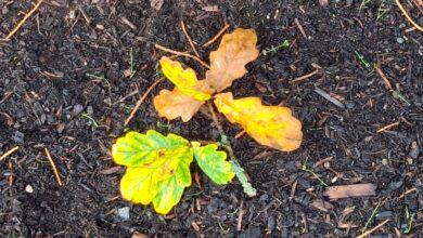 Seasons – Mindfulbalance Seasons – Mindfulbalance