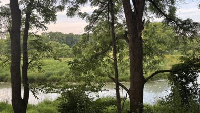 Soundwaves at Sydenham River: Tuning into Birds, Forests and Nature Soundwaves at Sydenham River: Tuning into Birds, Forests and Nature