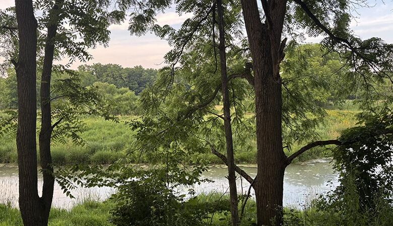 Soundwaves at Sydenham River: Tuning into Birds, Forests and Nature Soundwaves at Sydenham River: Tuning into Birds, Forests and Nature