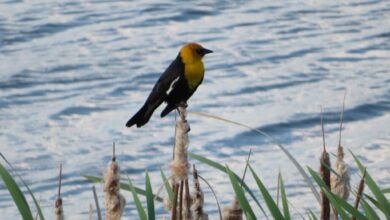 The Yellow-headed Blackbird — a Very Special Harbinger of Spring