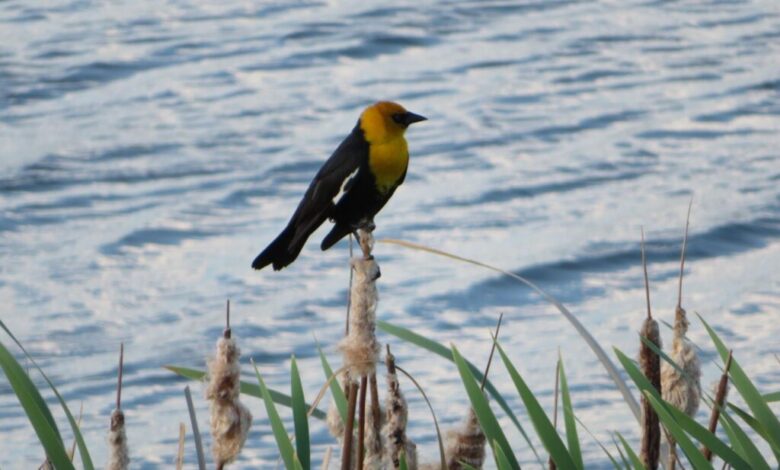 The Yellow-headed Blackbird — a Very Special Harbinger of Spring The Yellow-headed Blackbird — a Very Special Harbinger of Spring