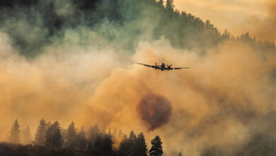 When the Sky Turns Gray: What Smoke Means for Birds When the Sky Turns Gray: What Smoke Means for Birds