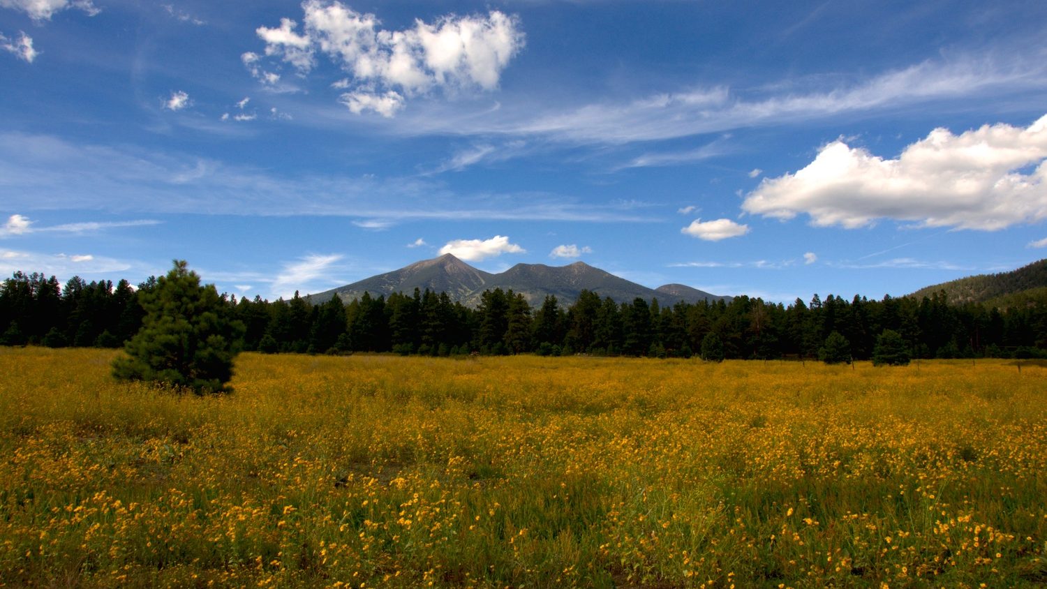 A meadow with a mountain in the background